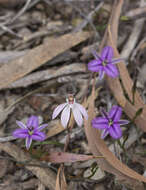 Caladenia fuscata (Rchb. fil.) M. A. Clem. & D. L. Jones的圖片