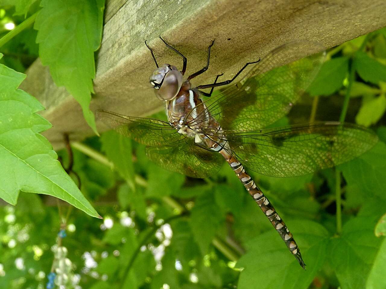 Image of Blue-eyed Darner