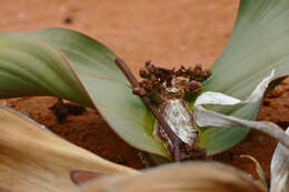Welwitschiales resmi