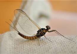 صورة Baetidae