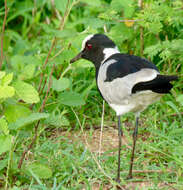 Image of Lapwing