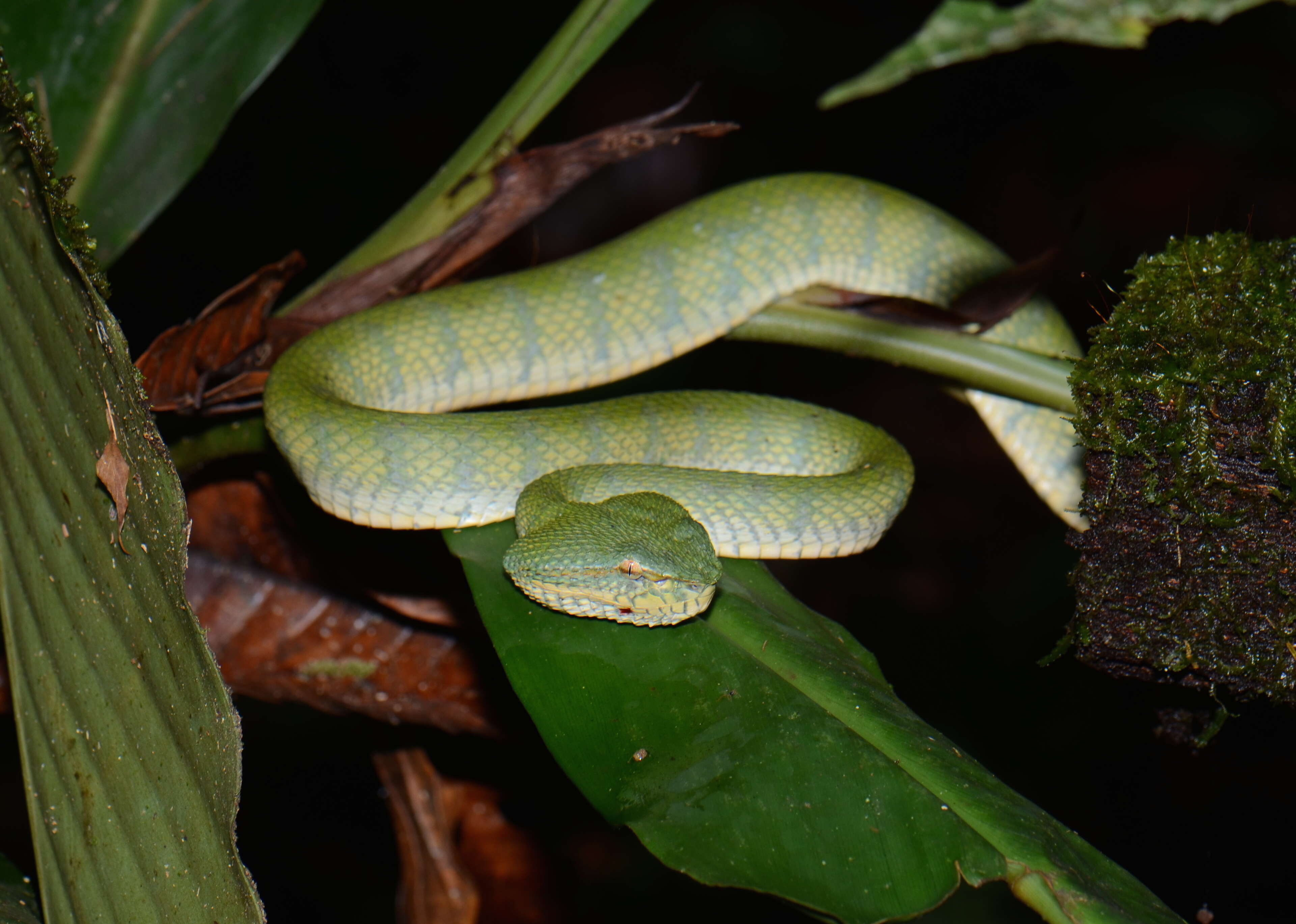 Image de Tropidolaemus subannulatus (Gray 1842)