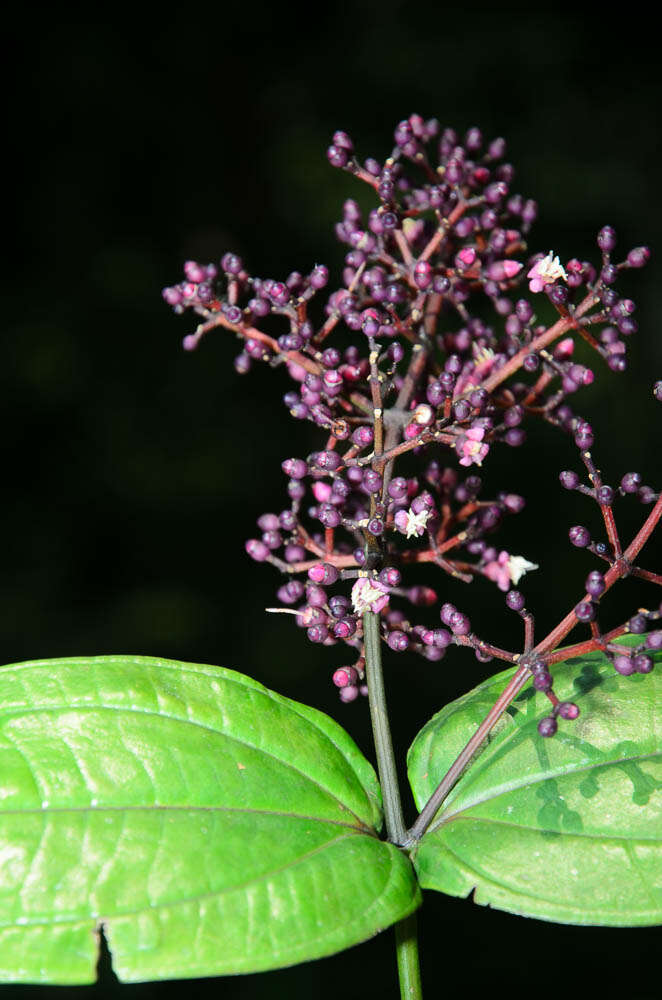 Image of Pseudodissochaeta