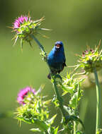 Image of Indigo Bunting