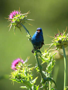 Image of Indigo Bunting