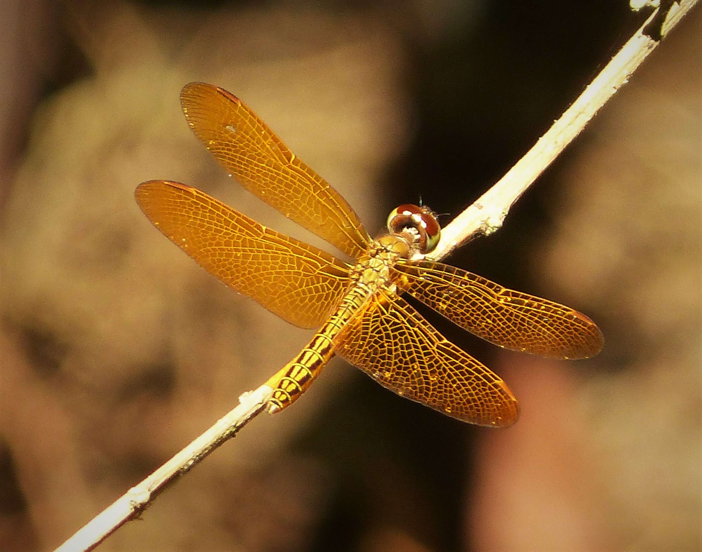 Imagem de Perithemis electra Ris 1930