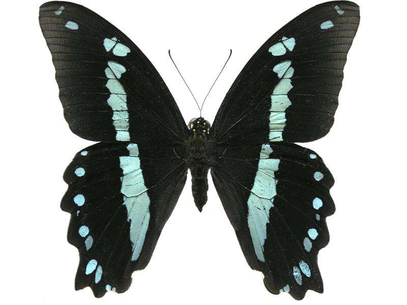 Image of greenbanded swallowtail