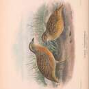 Imagem de Turnix pyrrhothorax (Gould 1841)