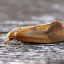 Image of Sulfur knapweed root moth