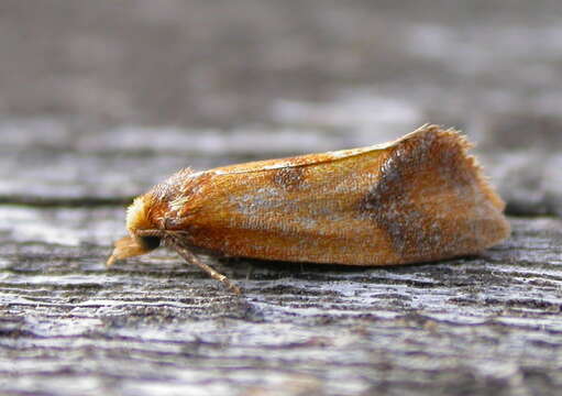 Image of Sulfur knapweed root moth