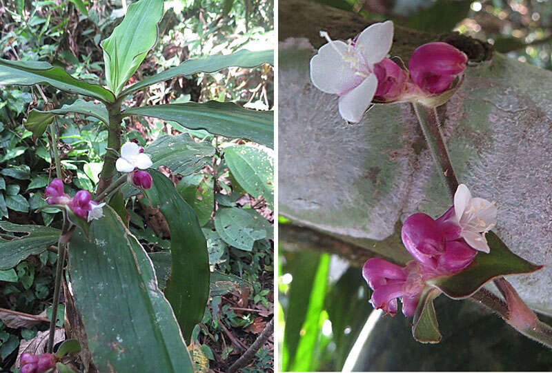 Image de Tradescantia zanonia (L.) Sw.