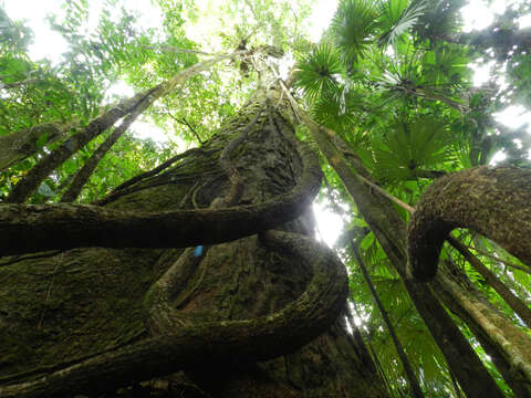 Image of Wild Cashew