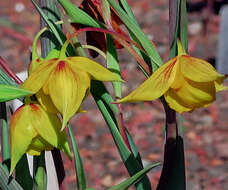 Image de Calochortus amabilis Purdy