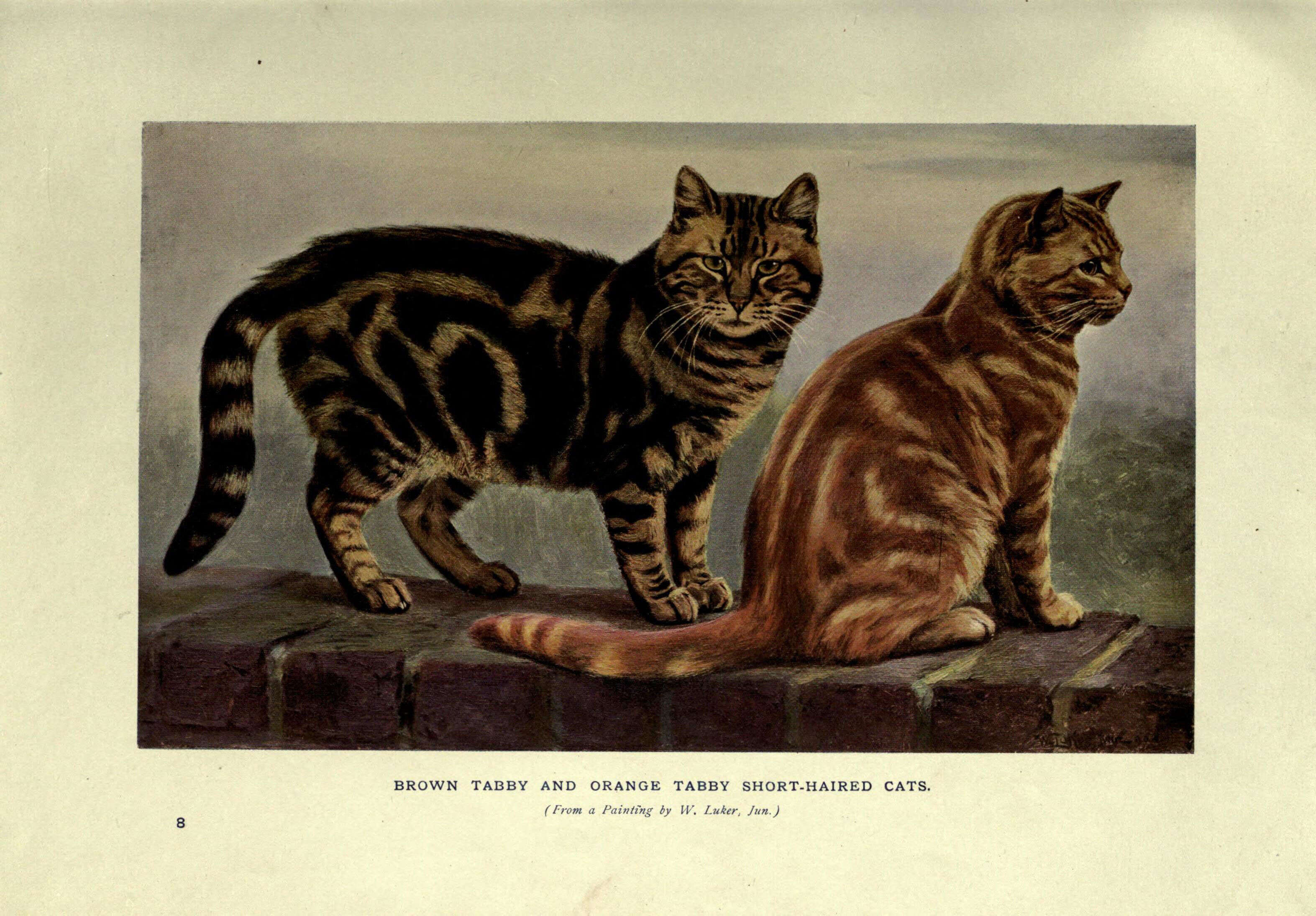 Image of Small Cats