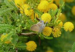 Vachellia kosiensis (P. P. Sw. ex Coates Palgr.) Kyal. & Boatwr. resmi