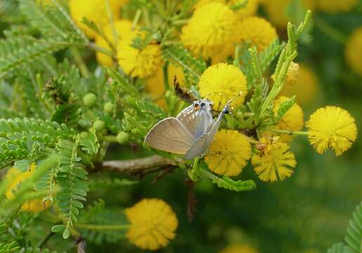 Image of Vachellia kosiensis (P. P. Sw. ex Coates Palgr.) Kyal. & Boatwr.