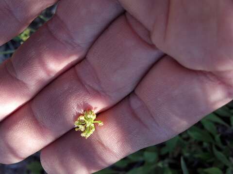 Image of barestem biscuitroot