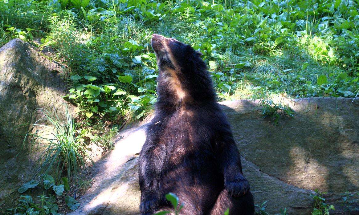 Image of Andean Bears