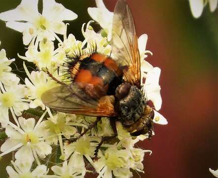 Image de Tachina fera (Linnaeus 1761)