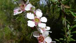 Image of Pink Tea Tree