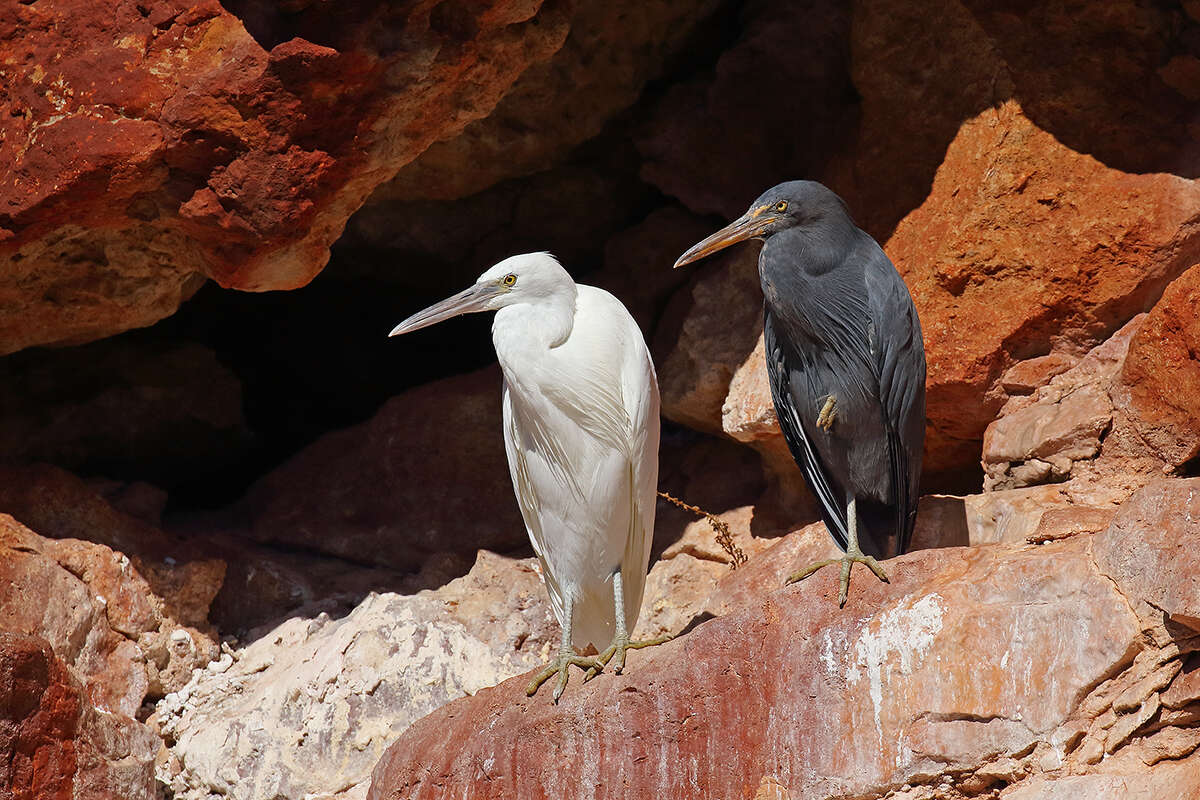 Image of Egretta Forster & T 1817