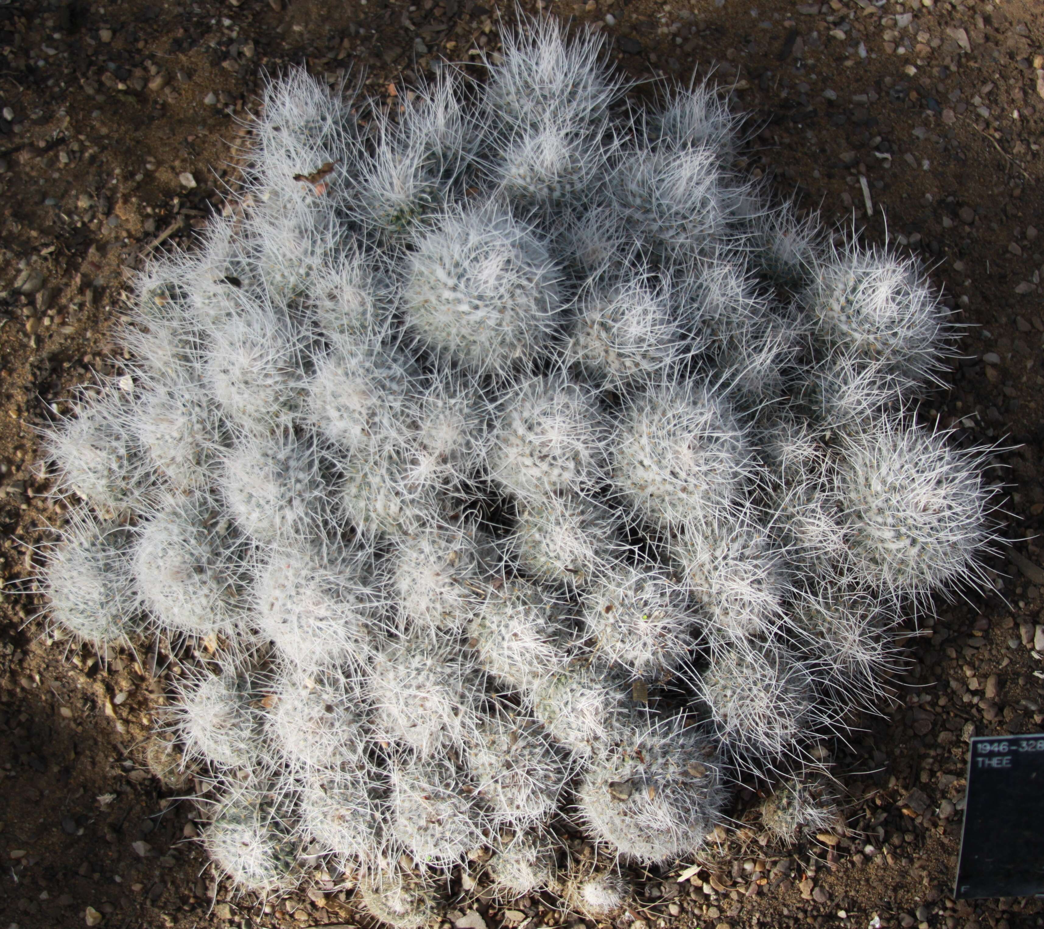 Image of Mammillaria geminispina Haw.