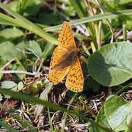 Image of Mountain Fritillary