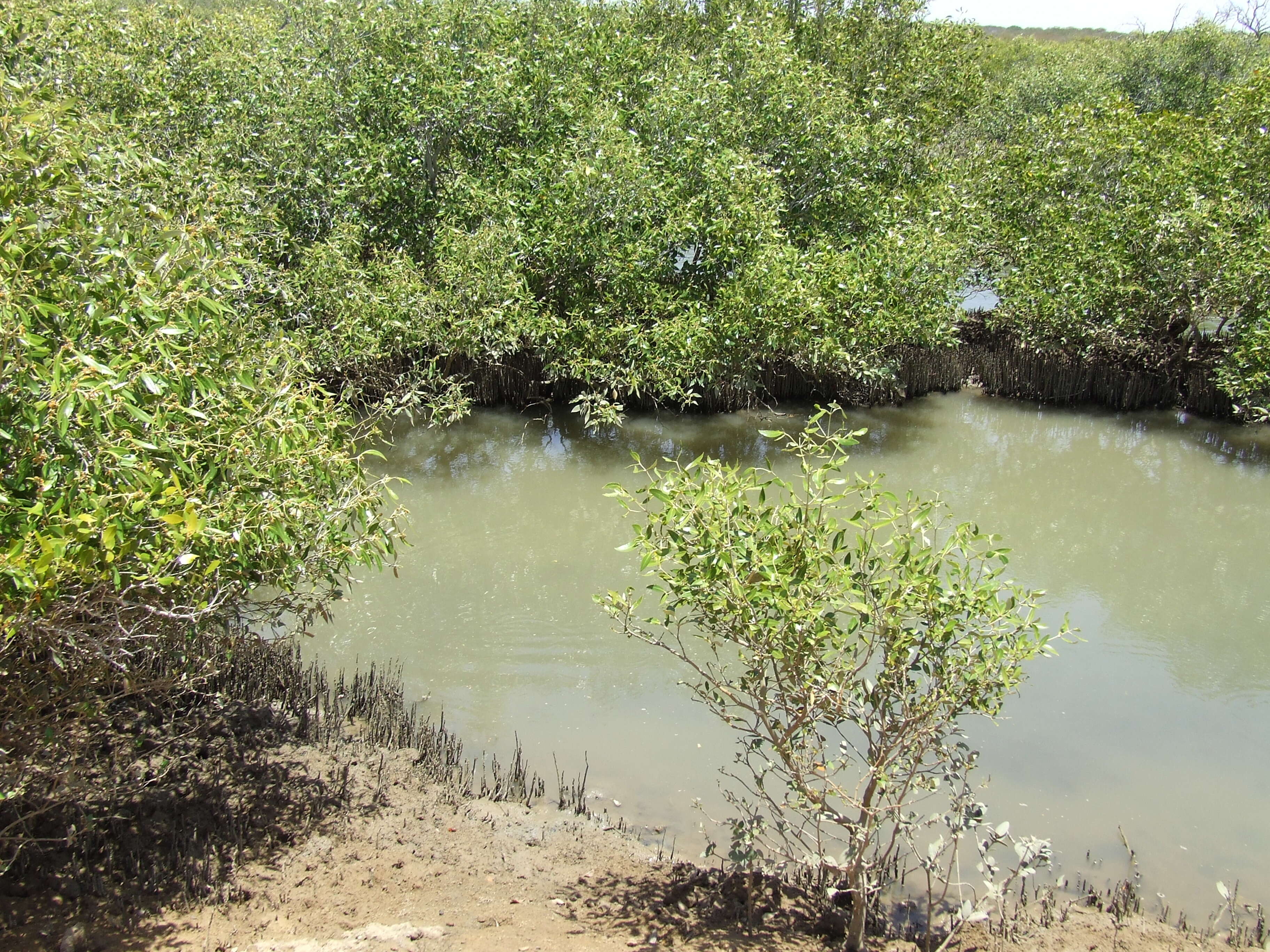 Image of black mangrove