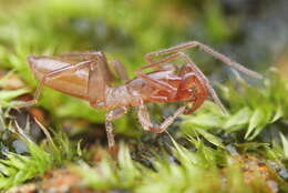 Image of shorttailed whipscorpions