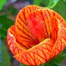 Image of Painted indian mallow