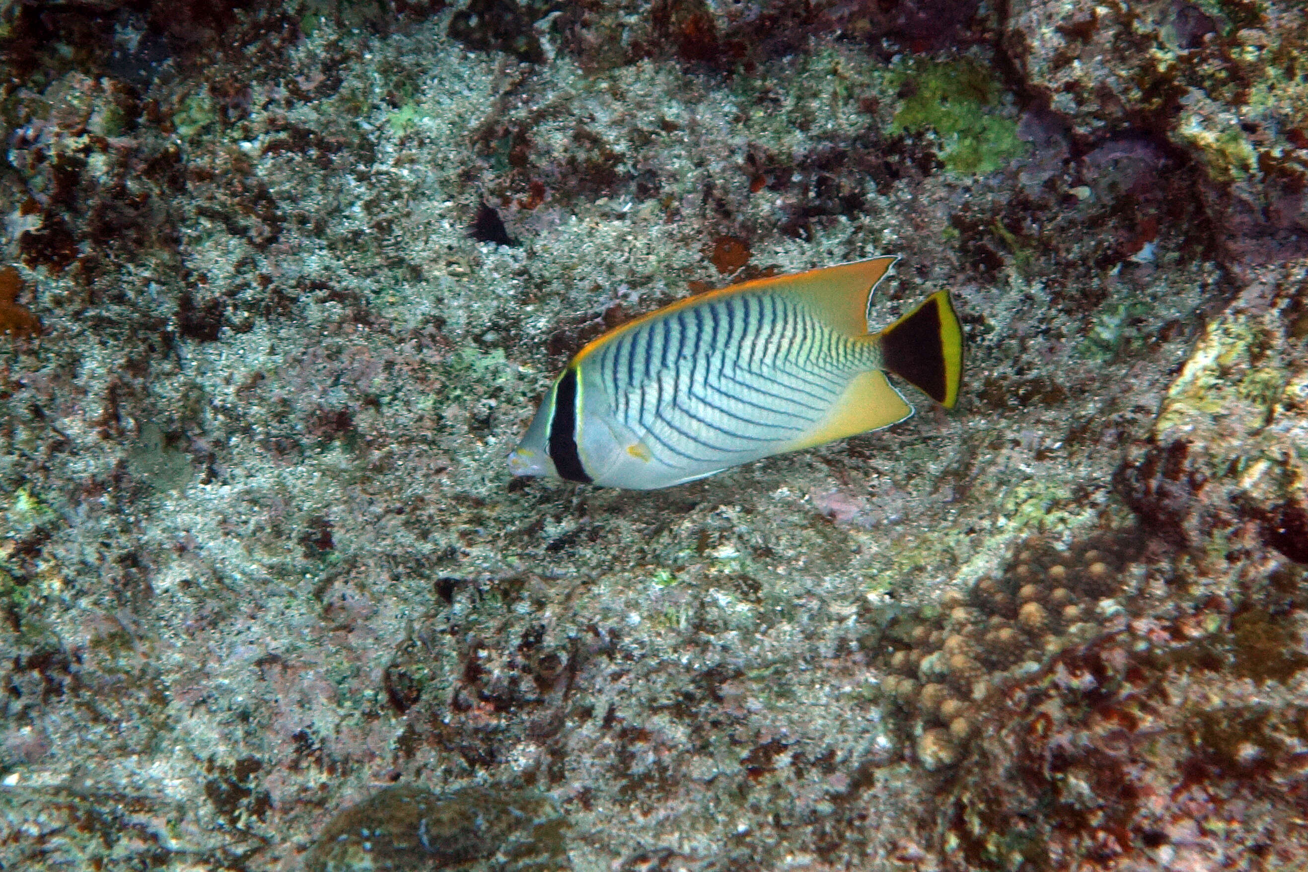 Image of Acropora Butterfly