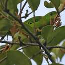 Image of Blue-crowned Hanging Parrot