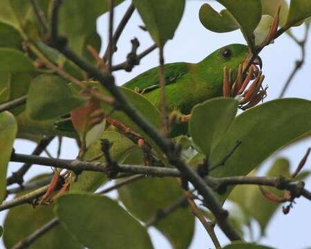 Image of Blue-crowned Hanging Parrot