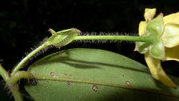 Guatteria macropus Mart.的圖片