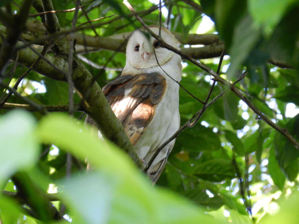 Image of barn owls, masked owls, and bay owls