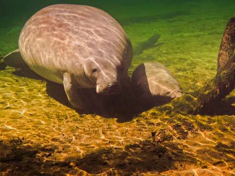 Image of manatees