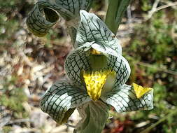 Plancia ëd Chloraea magellanica Hook. fil.