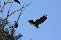 Image of cockatoos