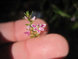 Imagem de Epidendrum fimbriatum Kunth