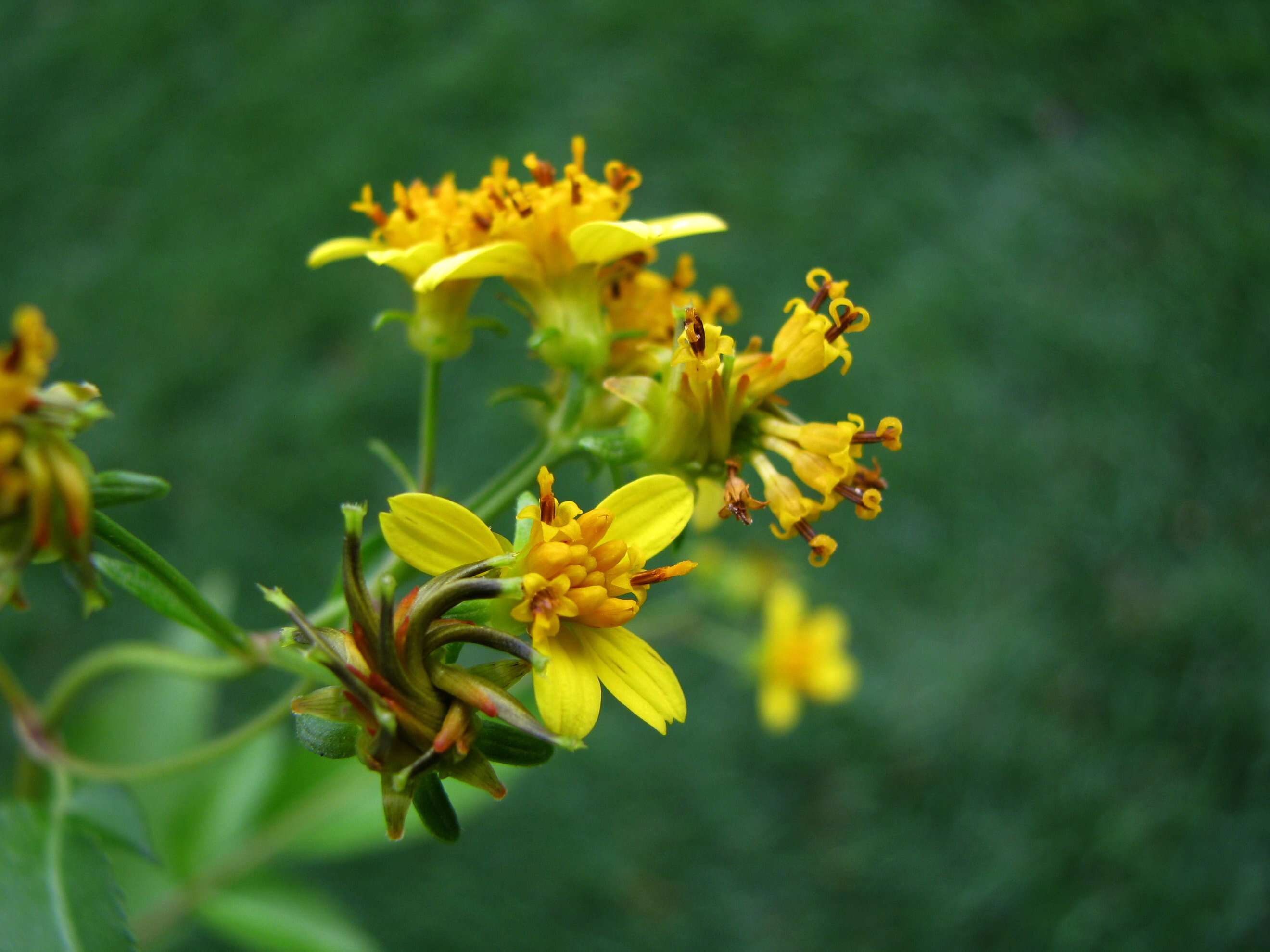 Imagem de Bidens asymmetrica (H. Lév.) Sherff