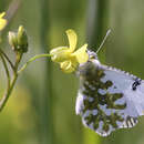 Image of Eastern Bath White