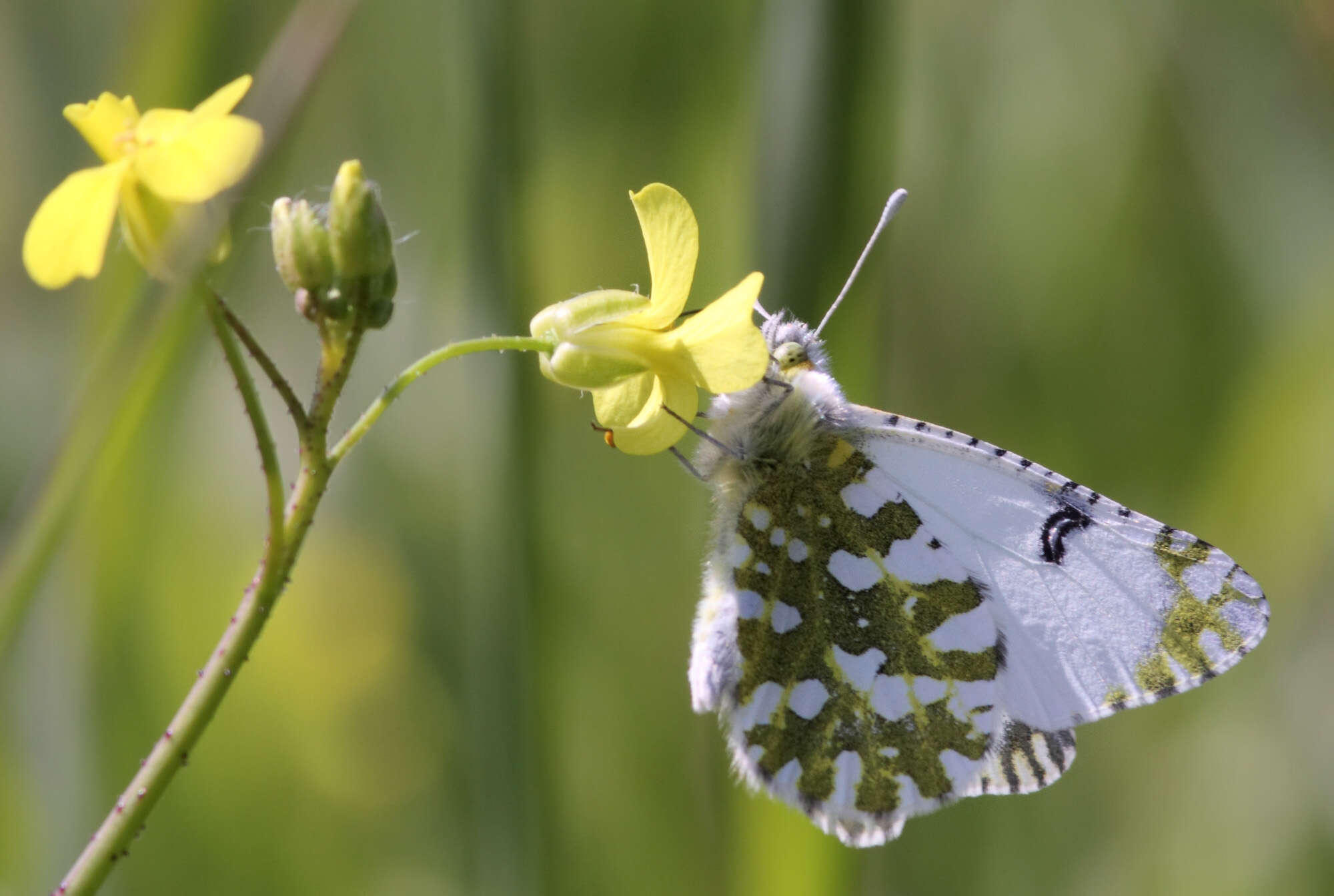 Image of Checkered Whites