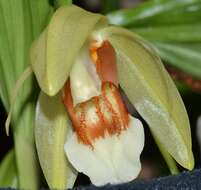 Image of Coelogyne septemcostata J. J. Sm.