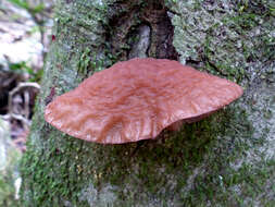 Image of ear fungus