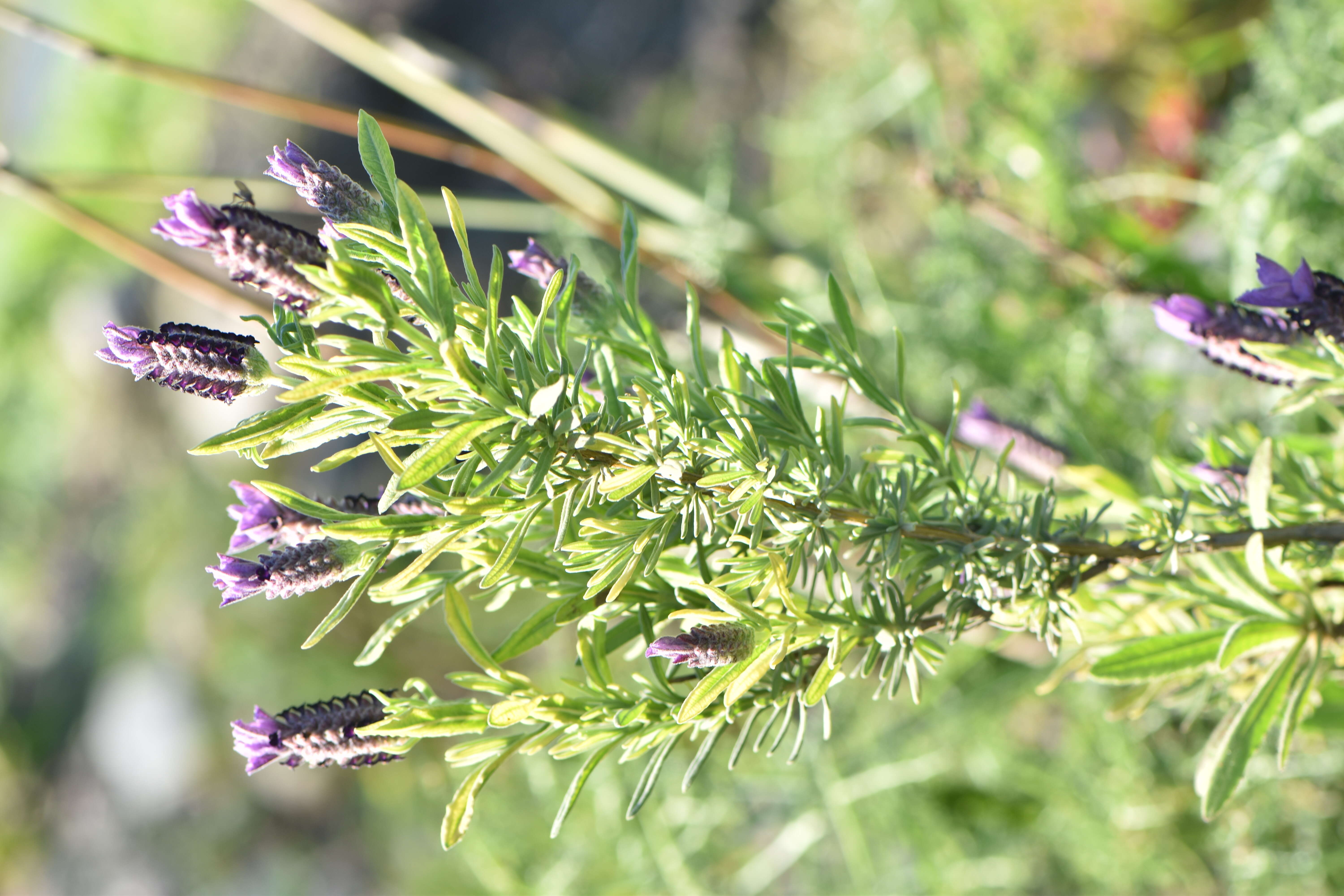 Image of French lavender