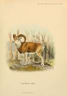 Plancia ëd Ovis aries vignei Blyth 1841