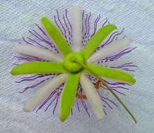 Sivun Passiflora watsoniana Mast. kuva