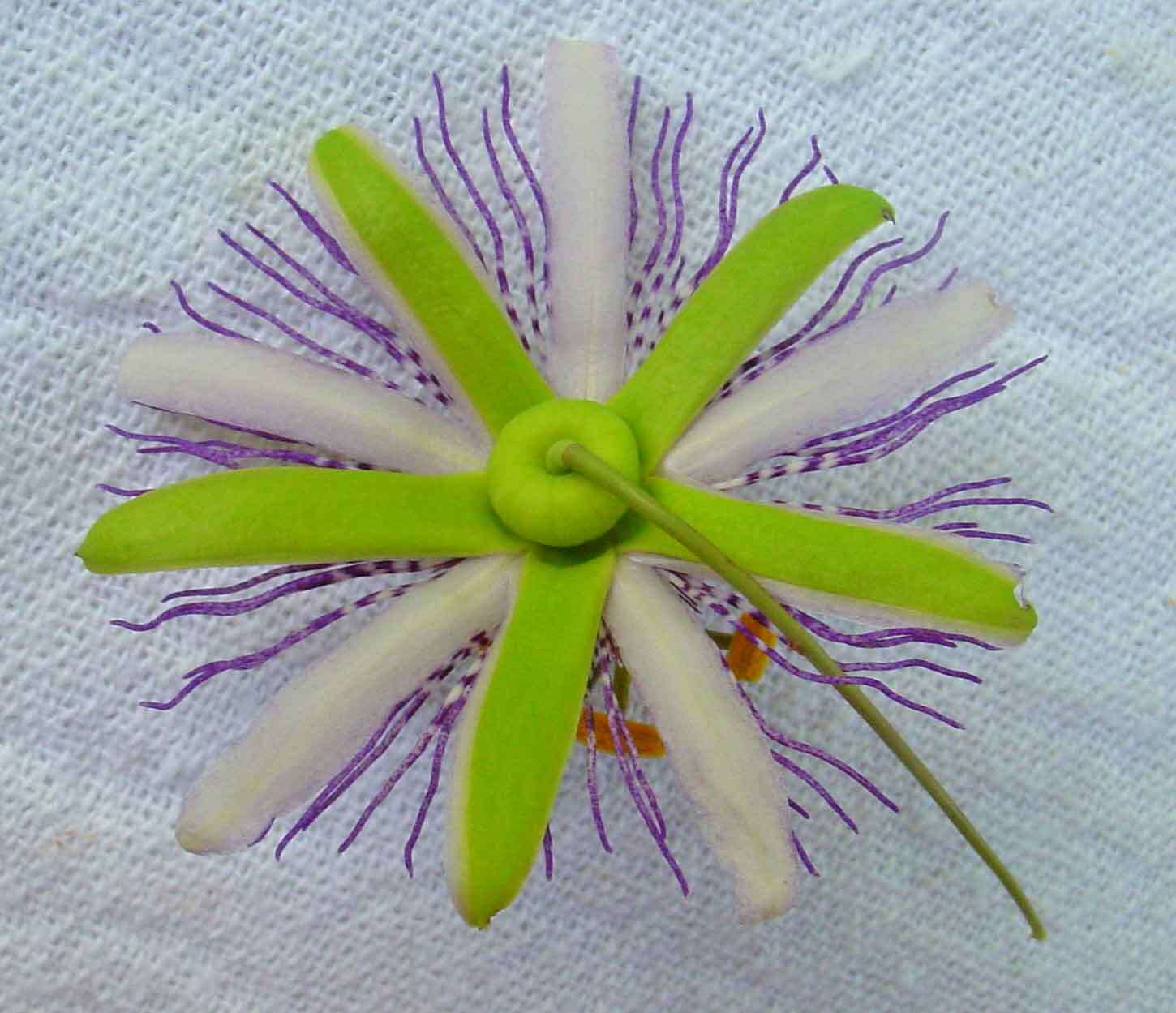 Sivun Passiflora watsoniana Mast. kuva