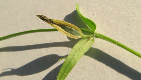 Image of Schultesia guianensis (Aubl.) Malme