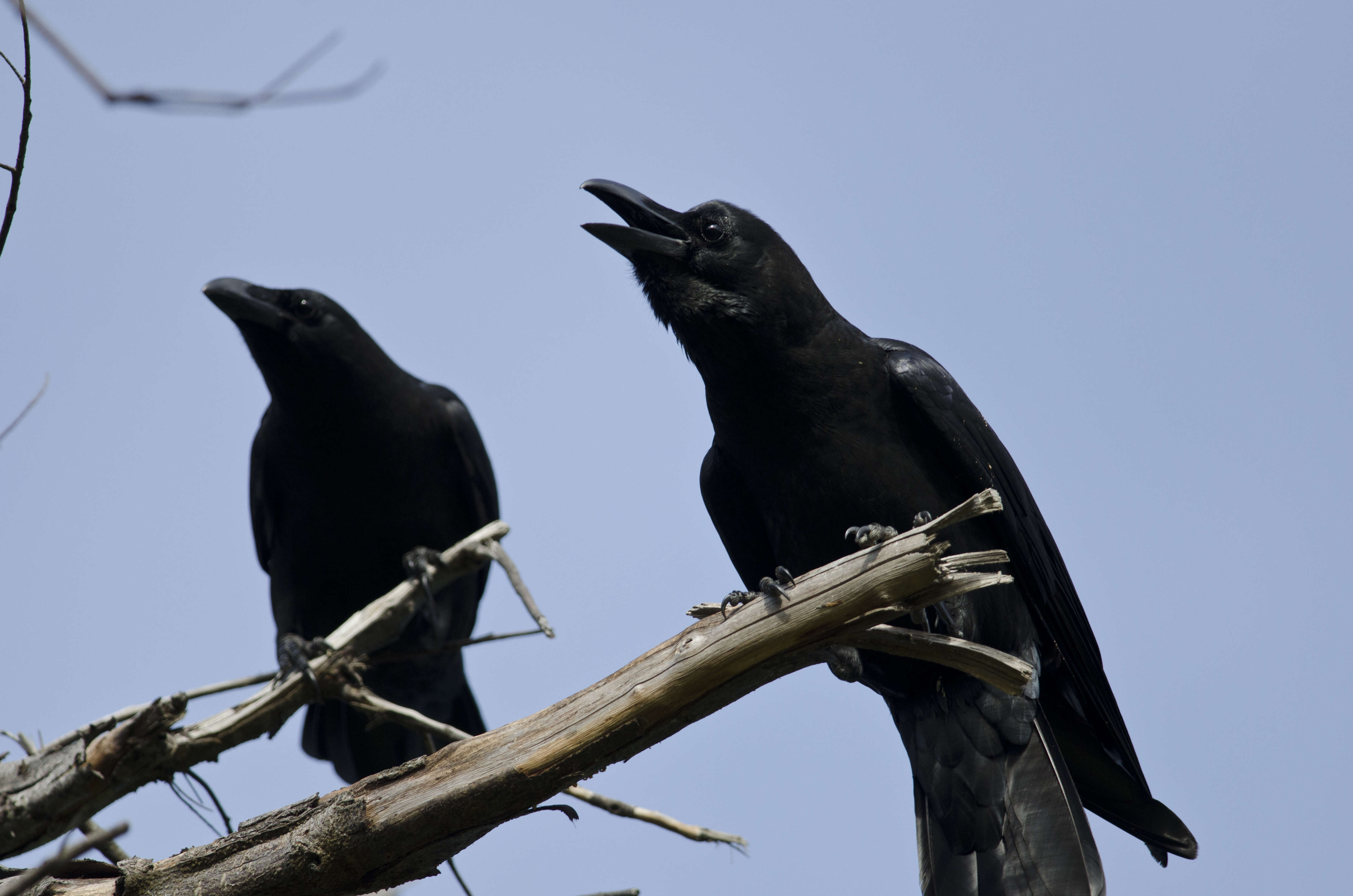 Слика од Corvus macrorhynchos